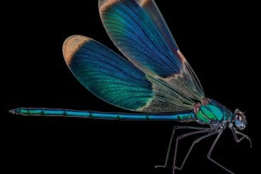 AudioQuest DragonFly