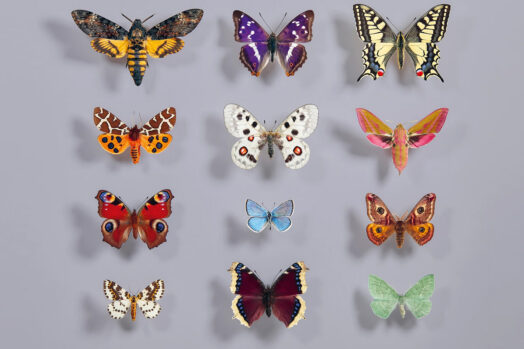 Dominik Eulberg - Lepidoptera