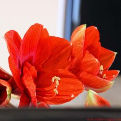 Magico M3 at MySound, Starnberg, Germany