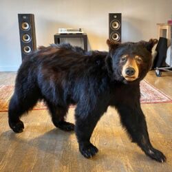 noho sound New York City