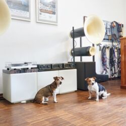 hifibelzer Saarlouis